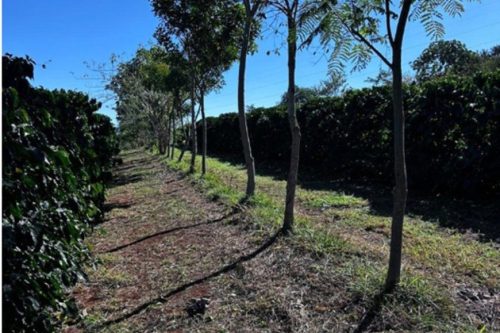 Cooperativa vende crédito de carbono