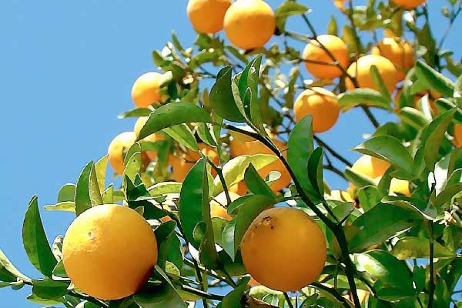 laranja_2