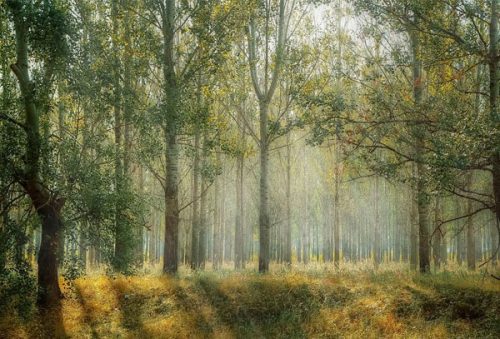 natuiPeditorail_21