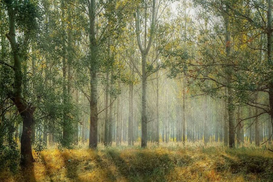 natuiPeditorail_21