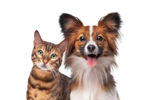 pets