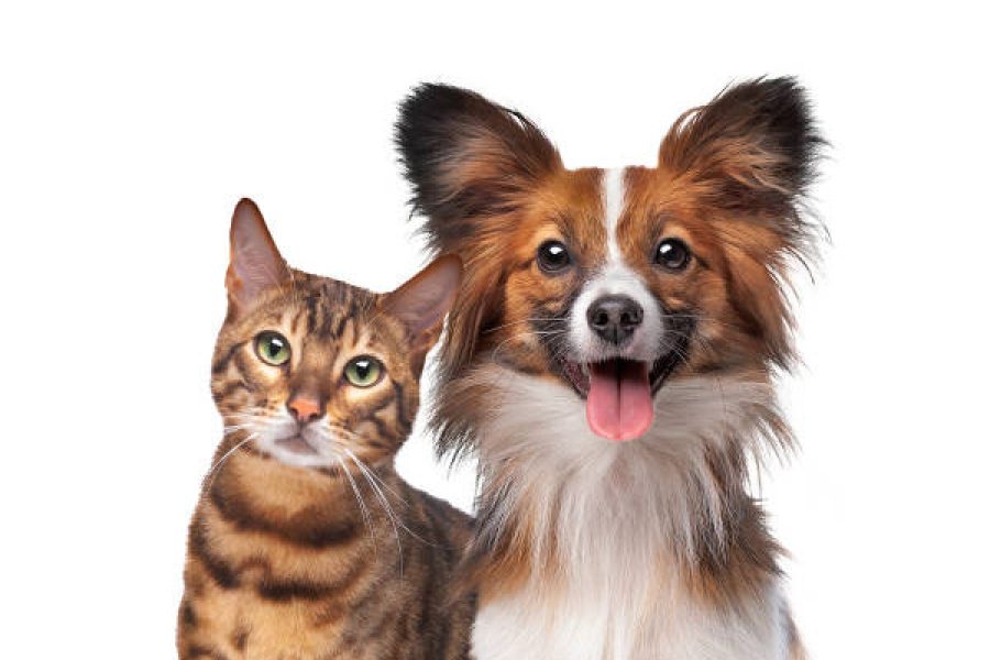 pets