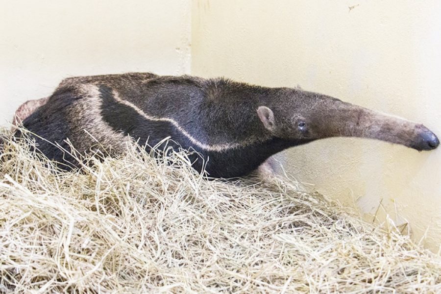 tamandua